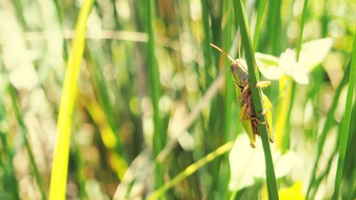 Close-up of insect on plant
