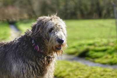 Close-up of dog on field