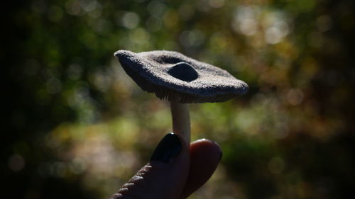 Close-up of hand holding mushroom