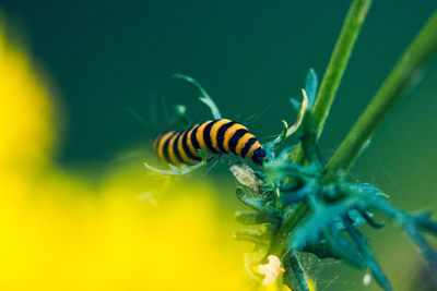 Close-up of caterpillar on flower