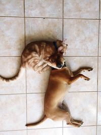 High angle portrait of dog sitting on tiled floor