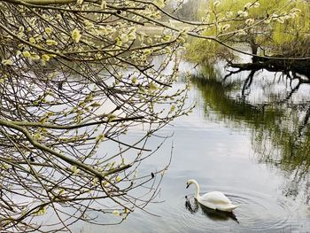Swan floating on lake