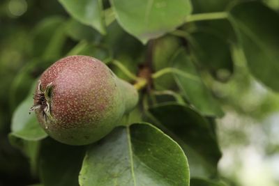 Close-up of apple on tree