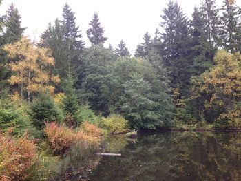 Trees in forest