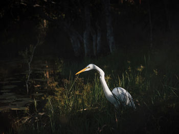 View of a bird in lake