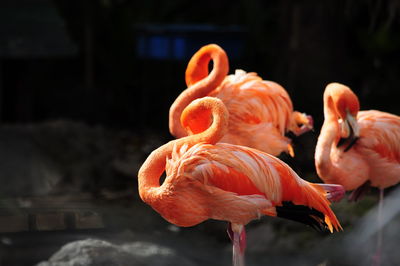 Close-up of flamingo