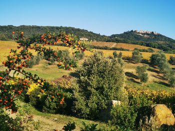 Scenic view of field against clear sky