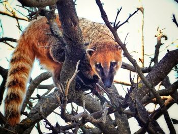 Low angle view of giraffe on tree