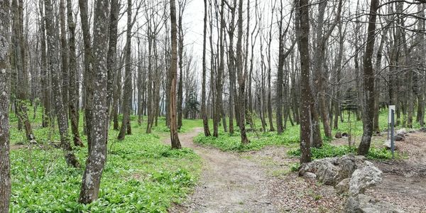 Trees growing in forest