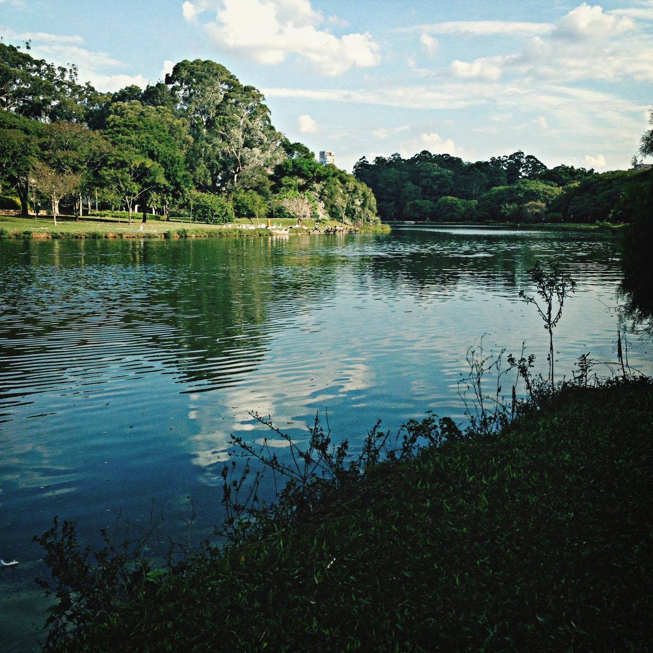 Lago do Ibirapuera