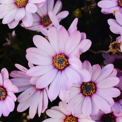 Close-up of pink flowers