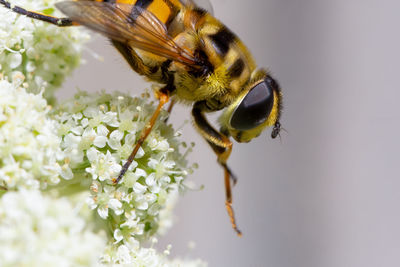 Close-up of bee pollinating on flower