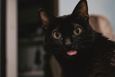 Close-up portrait of black cat at home