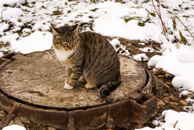 Cat sitting on snow covered field