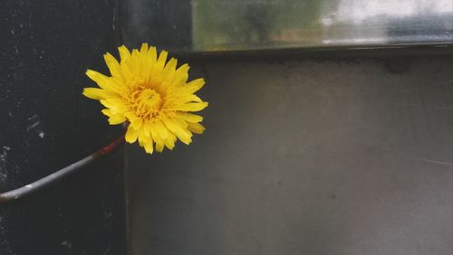 Close-up of yellow flowering plant against wall