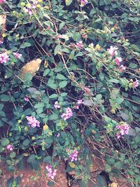 Close-up of pink flowers