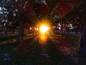 Trees on field against sky during sunset