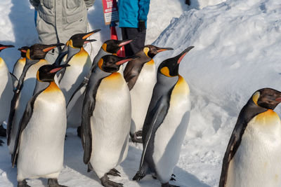 High angle view of penguins on snow covered land