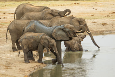 Elephant drinking water