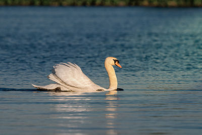 Swan swimming in lake