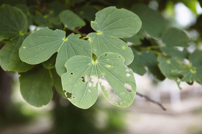 Close-up of green leaves