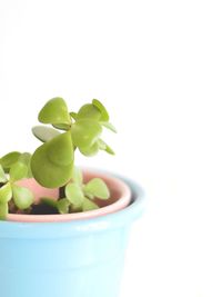 Close-up of potted plant against white background