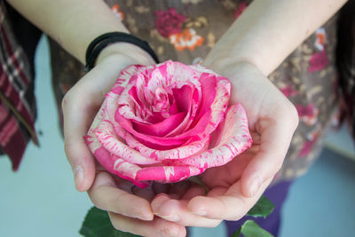 Close-up of hand holding pink rose