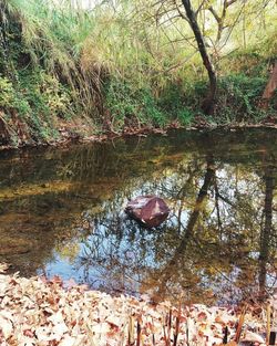 Reflection of trees in water