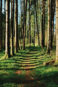 Trees in forest