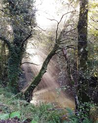 Trees growing in forest