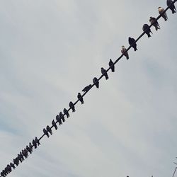 Low angle view of birds in flight