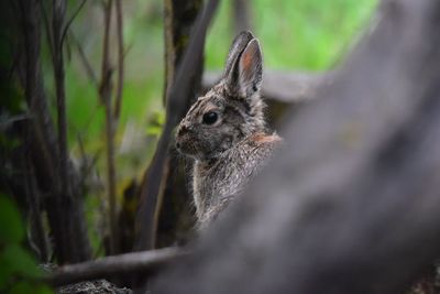 Close-up of squirrel