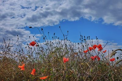 Low angle view of plants against sky