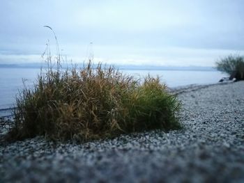 Surface level of grass on beach against sky