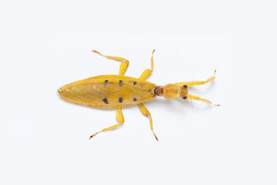 Close-up of insect on white background