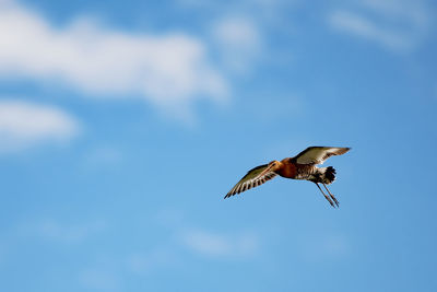 Low angle view of eagle flying in sky