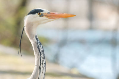 Close-up of a bird