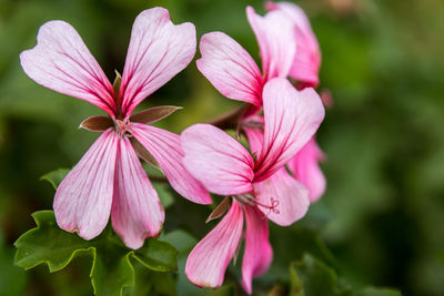 Close-up of pink geranium flowers blooming outdoors