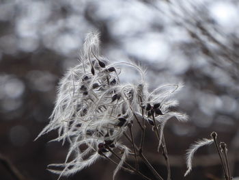 Close-up of flower plant