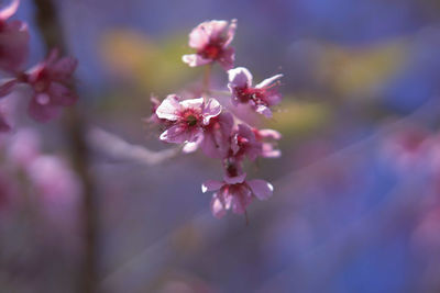 Close-up of pink cherry blossoms