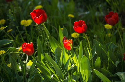 Close-up of red poppy flowers growing on field