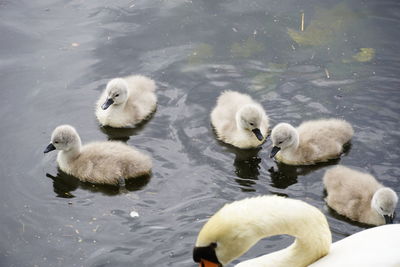 High angle view of ducks in lake