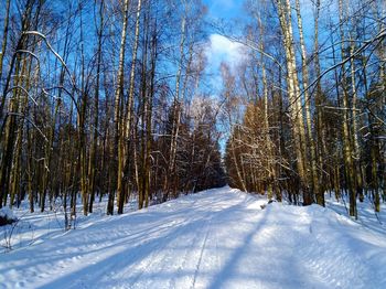 Bare trees on snow covered field