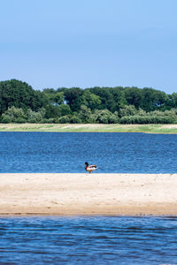 Man riding horse in sea against clear sky