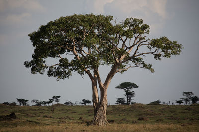 Single tree against sky