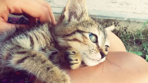 Close-up of hand touching cat