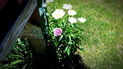 Plant growing in backyard