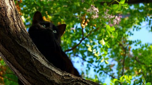 Low angle view of cat sitting on tree