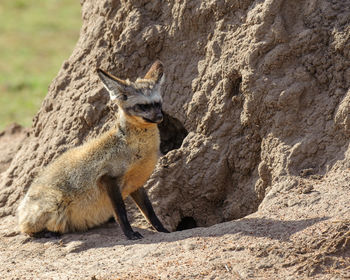 Bat-eared fox relaxing on field