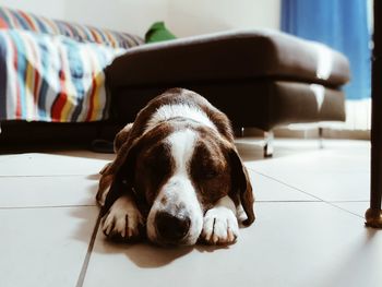 Close-up of dog relaxing at home